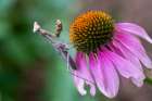 Praying mantis on purple coneflower. Art Print